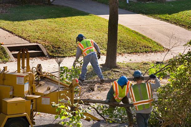 Professional Tree Removal in Bloomingdale, GA